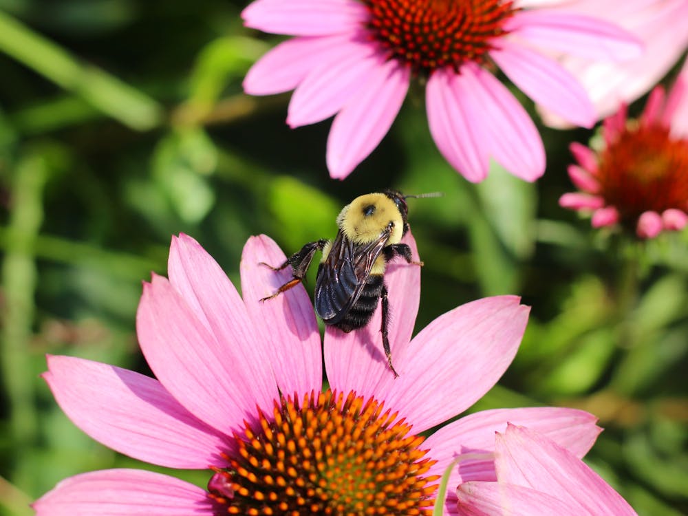Free A close-up of a bee collecting nectar from a vibrant pink coneflower in a sunny garden. Stock Photo