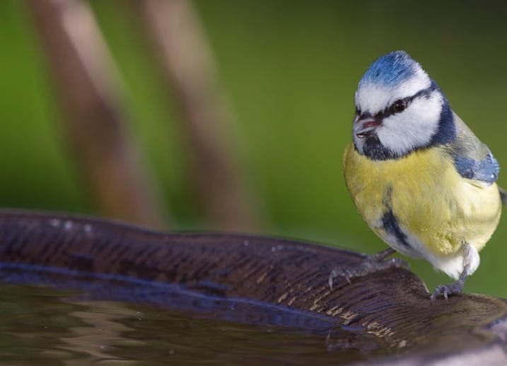 Free Close-up of a blue tit on a bird bath with green background outdoors. Stock Photo