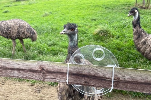 Big Birds Like Emus Are Technical Innovators, According to University of Bristol Researchers