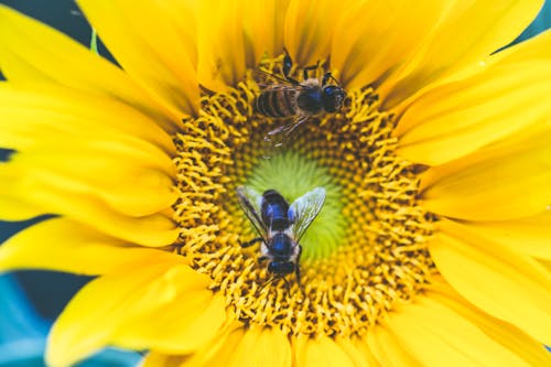 Free Black and Yellow Bee on Yellow Sunflower Stock Photo