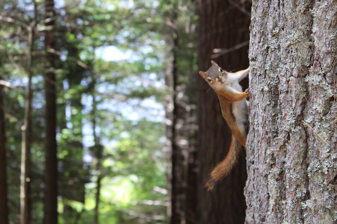Free A curious squirrel clings to a tree trunk in a lush, sunlit forest. Stock Photo