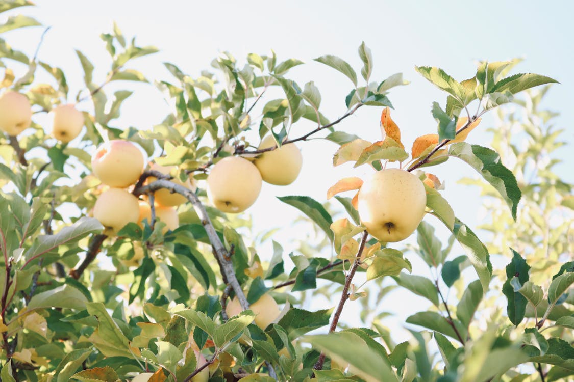 Free Fresh golden apples hanging on a sunlit tree branch in a vibrant orchard setting. Stock Photo