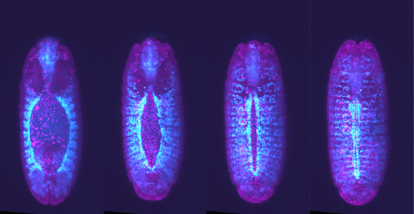 Heart Cells "Speed Date" to Find the Right Match During Development