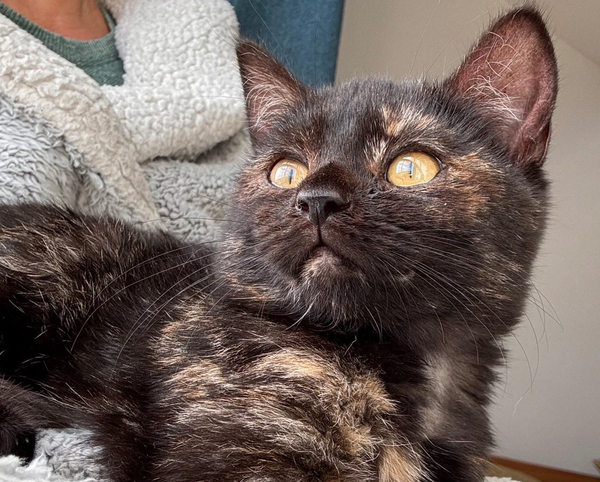 Tiny Kitten ‘Loving Life’ After Adopting Her New Owner on a Cliff-Top Walk
