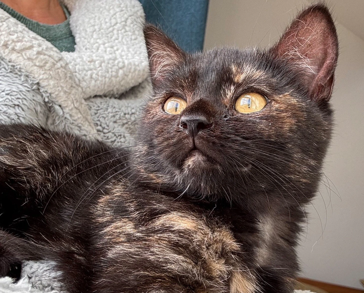 Tiny Kitten ‘Loving Life’ After Adopting Her New Owner on a Cliff-Top Walk